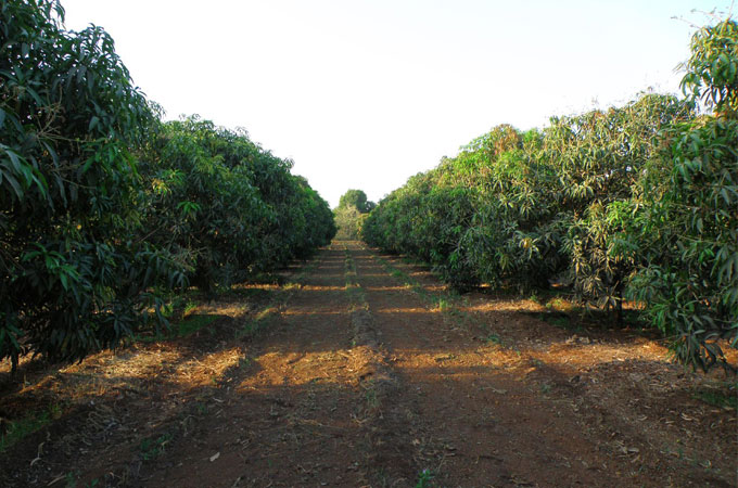 Mango-Plantation